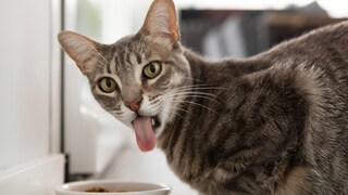 Cat Sticks Out Tongue While Eating Against the Wall
