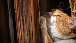 Orange Cat Scratches the Doorframe