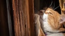 Orange Cat Scratches the Doorframe