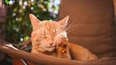 Cat relaxes on a chair in the catio