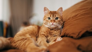 Cat Lies on Sofa