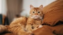 Cat Lies on Sofa