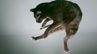 Cat in the Case
