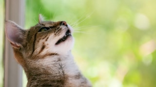 Cat with Half-Open Mouth