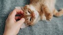 Kitten Gets Petted on the Head