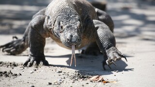 Komodo Dragon on the Beach
