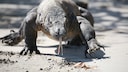 Komodo Dragon on the Beach