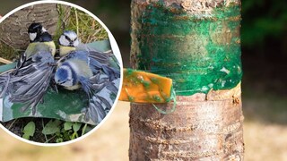 Collage of Tits with Sticky Feathers and Glue Trap on Fruit Tree
