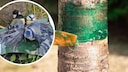 Collage of Tits with Sticky Feathers and Glue Trap on Fruit Tree
