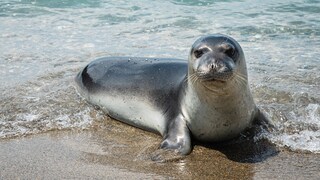 Monk Seal on the Beach in Greece