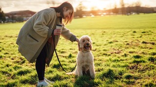 Dog Owner with Dog on Meadow, Petting While Sitting