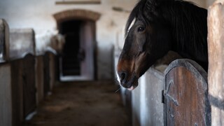 Horse in a stall, looking up toward the barn aisle