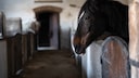 Horse in a stall, looking up toward the barn aisle