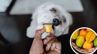 Dog Eats Mango