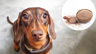 Dachshund looks up, with psyllium seeds included in the photo