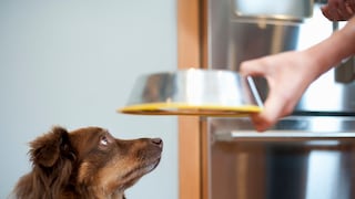 Dog Looks Up at the Bowl