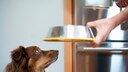 Dog Looks Up at the Bowl