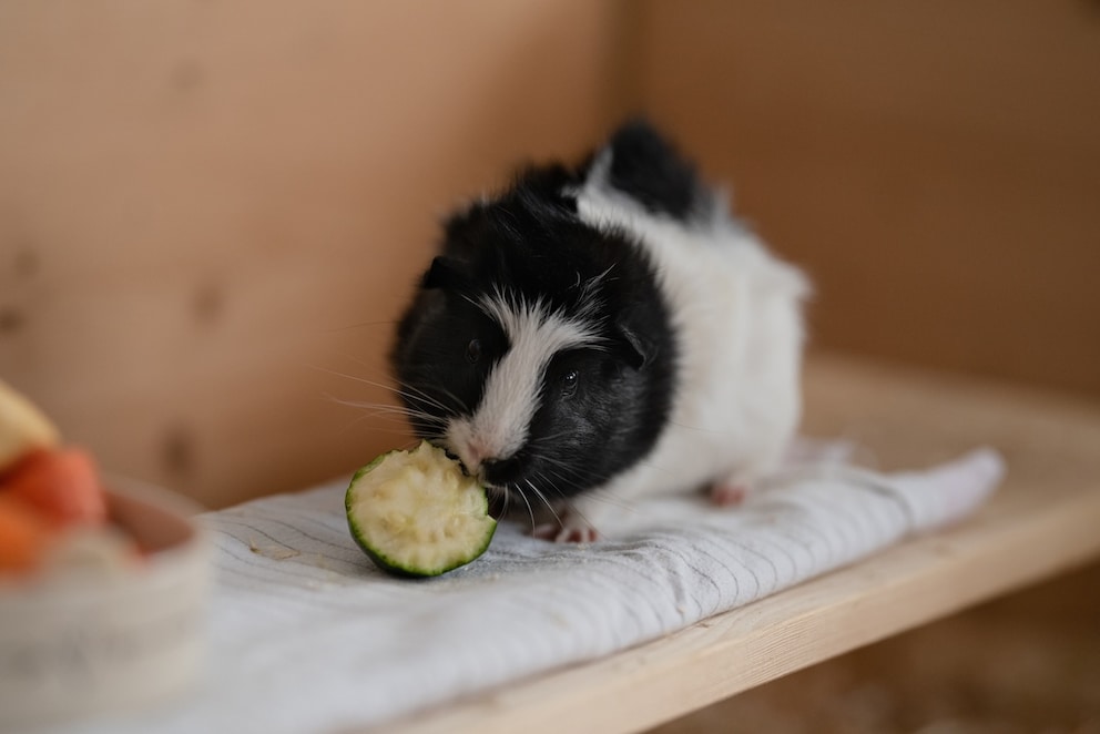 Image showcasing Can Guinea Pigs Actually Eat Zucchini?