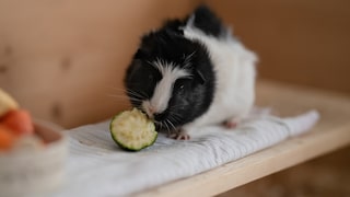 Guinea Pig Eats Zucchini