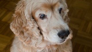 Old Dog With Cloudy Lenses