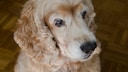 Old Dog With Cloudy Lenses