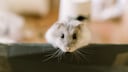 Hamster Looks Directly Over an Edge