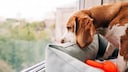 Dog Sits by the Window, Looking Sad