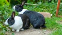 Rabbits in the Garden