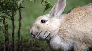 How Do I Know if My Rabbit Is Overweight?