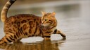 Cat Goes Into Water