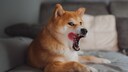 Dog licks his face