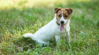 Jack Russell sitting in a meadow