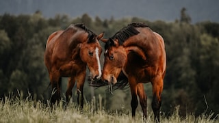 Deworming horses is a regular routine for many horse owners.