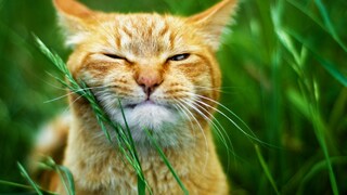 Cat in a Meadow