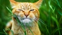 Cat in a Meadow