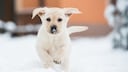Labrador Puppy in the Snow