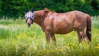 Horse Wears Masks in the Pasture