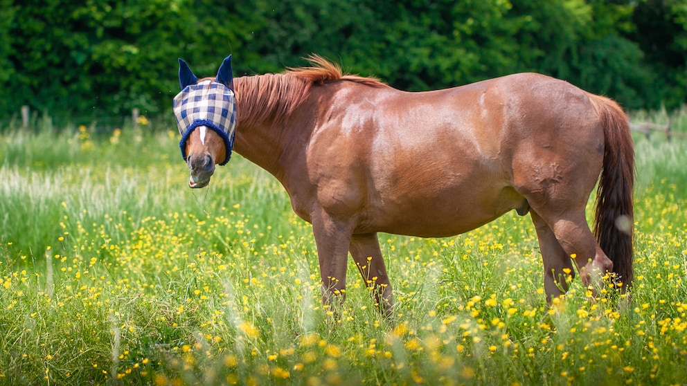 Horse Wears Masks in the Pasture