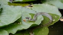 Grass Snake in the Garden Pond Among Water Lilies