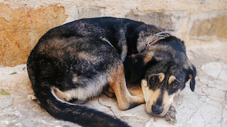 A sad stray dog lies on the ground