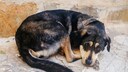 A sad stray dog lies on the ground