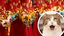 A cat looks amazed with Chinese New Year charms in the background.