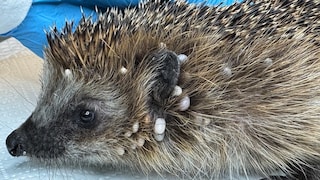 Hedgehog Uschi with Ticks on Her Head