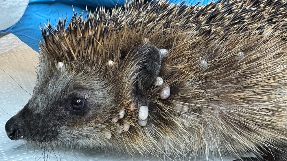 Hedgehog Uschi with Ticks on Her Head