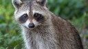 A Raccoon in the Wild