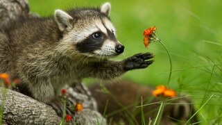 Raccoon Reaches for a Flower
