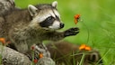 Raccoon Reaches for a Flower