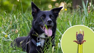 Collage of a dog in the grass and a forest tick (circle)