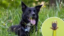 Collage of a dog in the grass and a forest tick (circle)