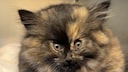 Kitten Zoey with a Swollen Face